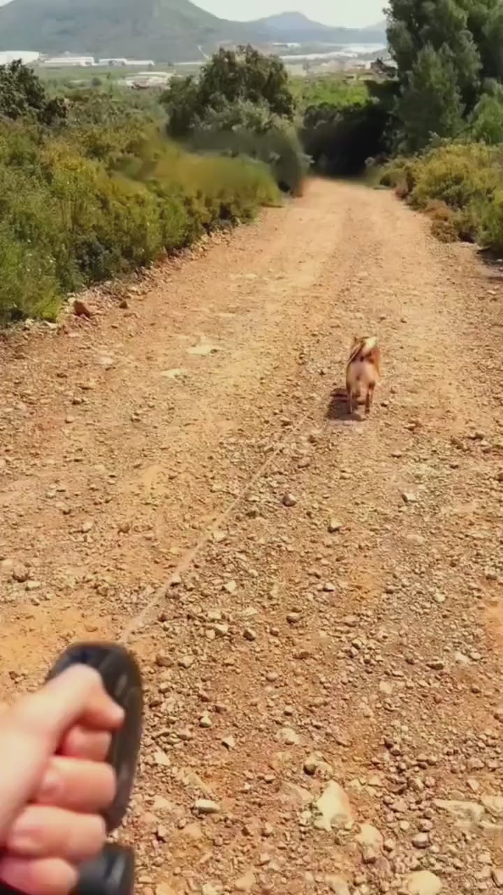 Bebedero portátil para perros